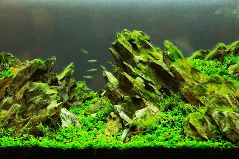 aquarium plants